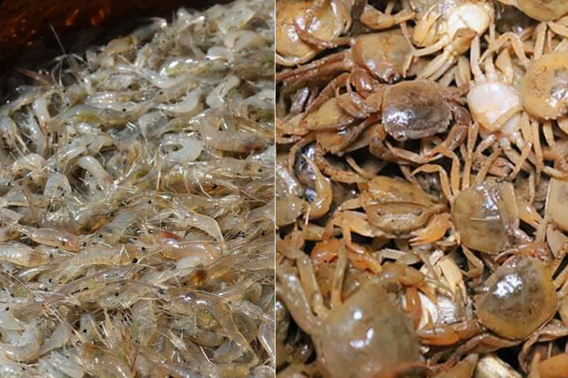 Nấu cháo lươn cho bé kỵ với gì? - hình 3