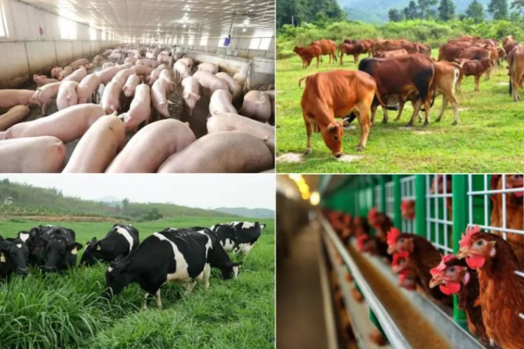 ngành chăn nuôi 1