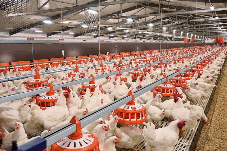 ngành chăn nuôi 4