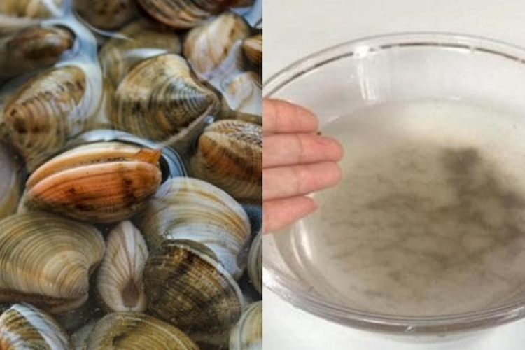 cách làm sạch ngao 4