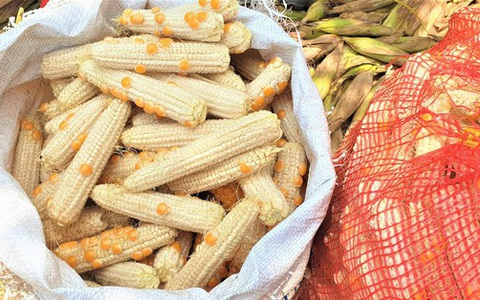 Ngô ít hạt