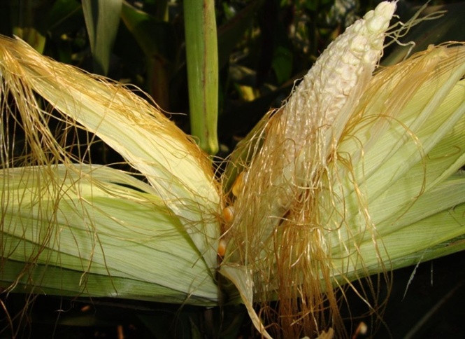 Nghĩa đen: Hiện tượng trong nông nghiệp