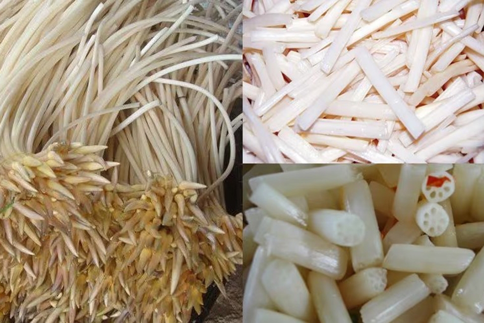 Ngó sen là phần nào? Cách chế biến món ngon từ ngó sen đơn giản tại nhà