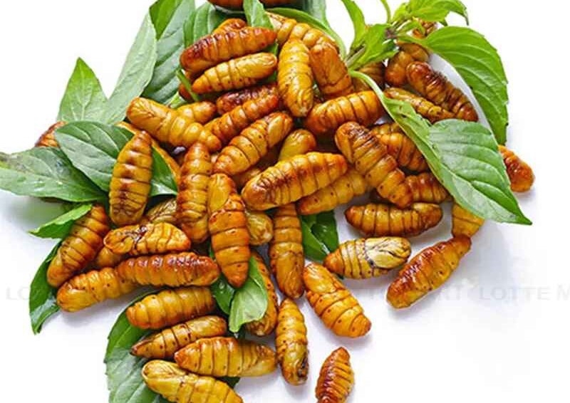 Nhộng tằm là gì?