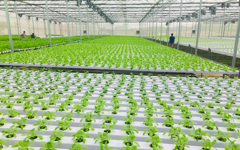 mo hinh nong nghiep xanh