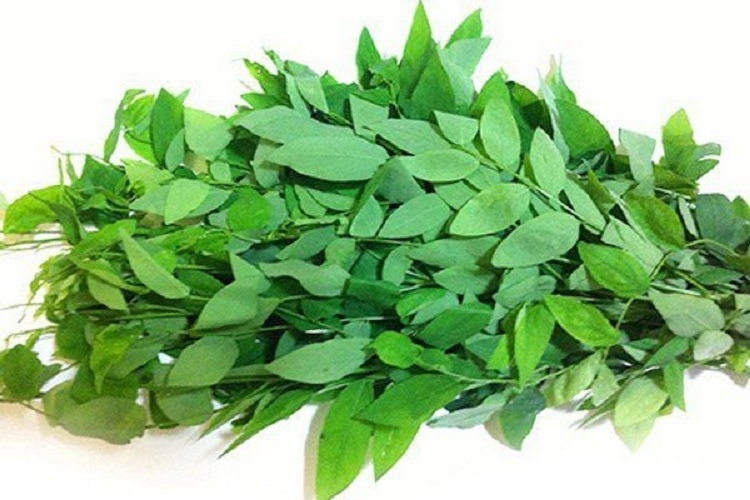 Nước ép rau ngót (Hình 1)