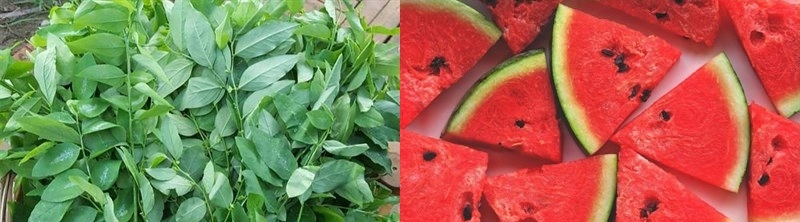 nước ép rau ngót dưa hấu 4