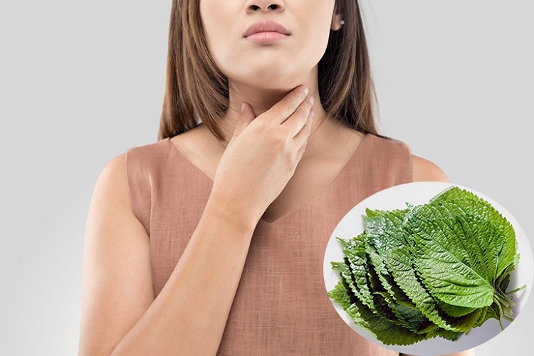 Nước lá tía tô (Hình 3)