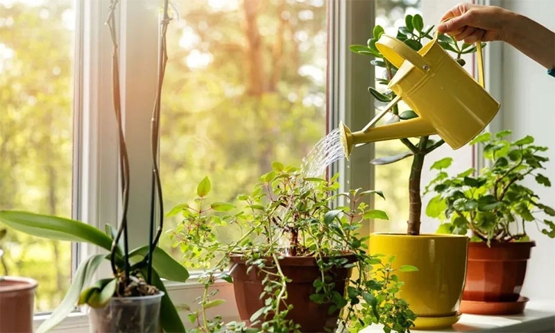 Nước từ máy hút ẩm có dùng được không? 6
