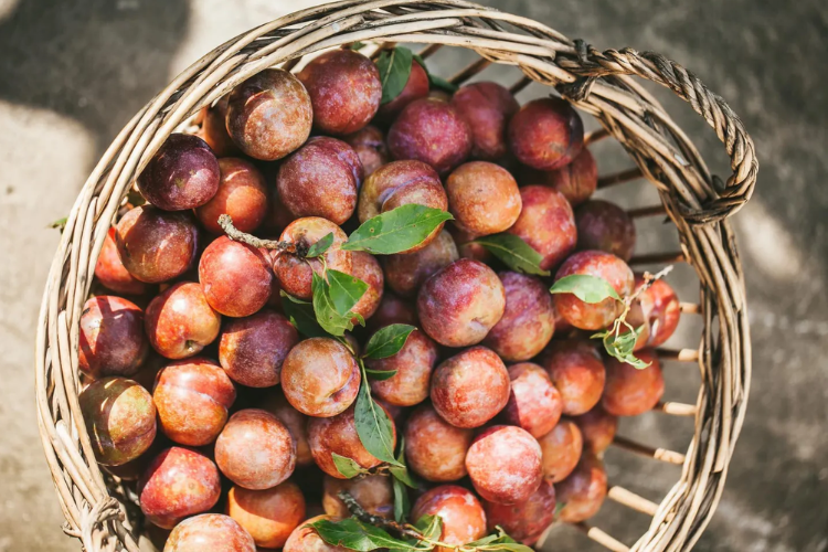 ô mai mận gừng 1