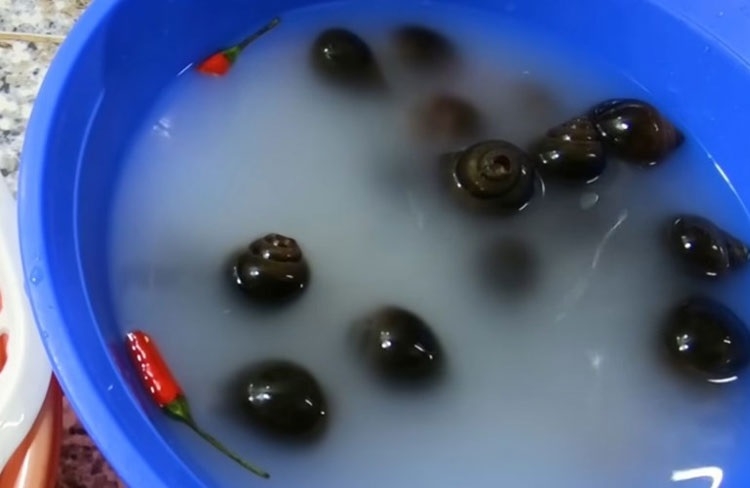 Ốc bươu nấu mẻ (Hình 2)