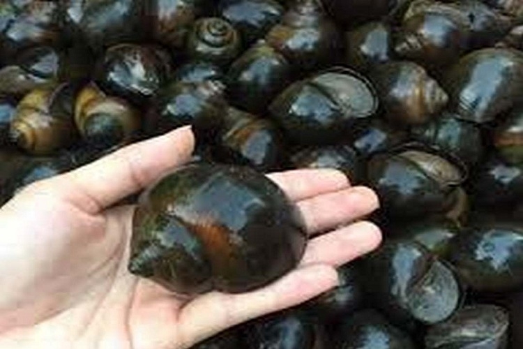 Ốc bươu nấu mẻ (Hình 6)