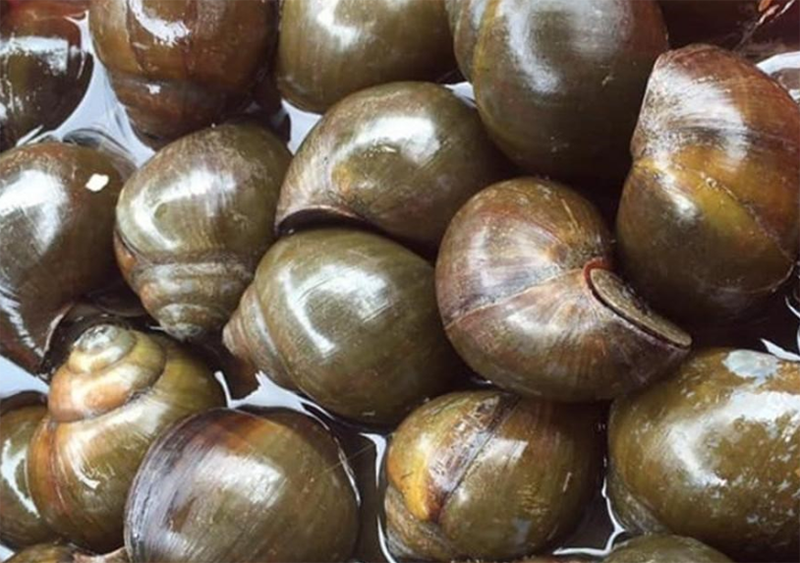 Cách làm ốc mít hấp cay (hình 1)