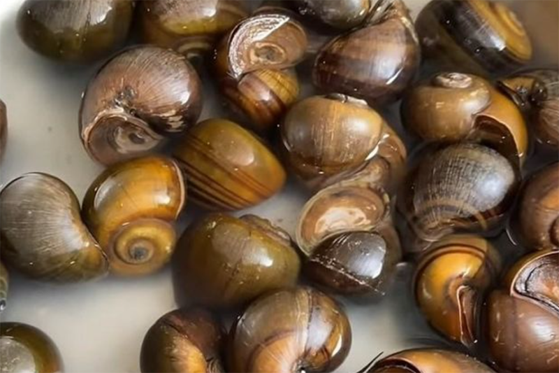 Cách làm ốc mít hấp cay (hình 3)