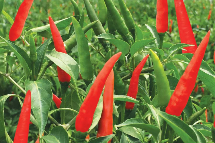 Ớt chỉ thiên hình 3