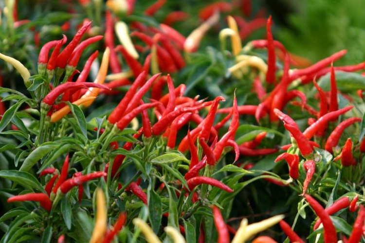 Ớt chỉ thiên hình 4