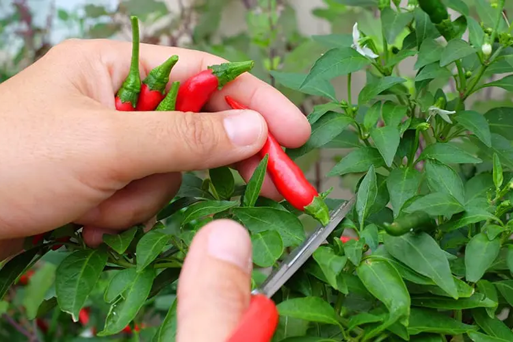 Ớt chỉ thiên hình 5