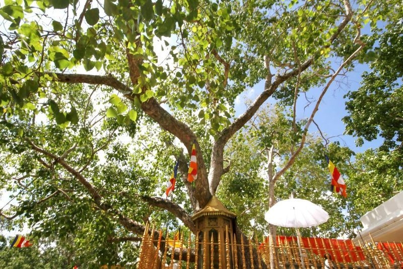 Pháp viện Minh Đăng Quang ảnh 5