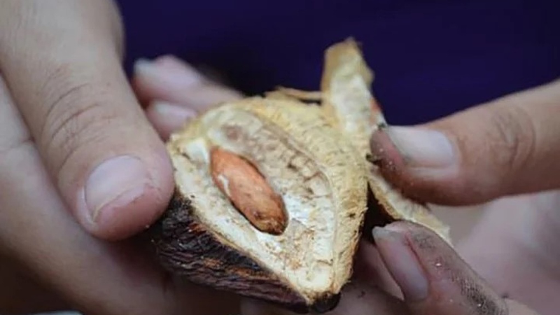 quả bàng ảnh 5