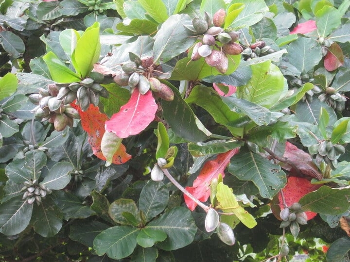 quả bàng ảnh 7