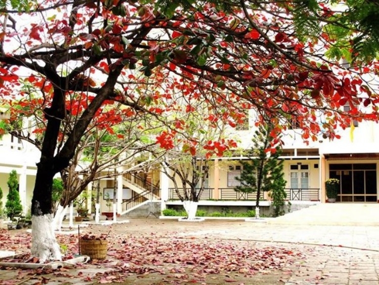 quả bàng ảnh 8