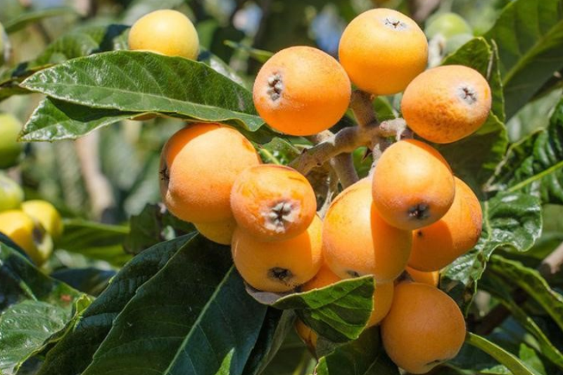 quả sơn trà (hình 15)