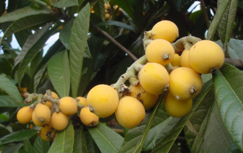 quả sơn trà (hình 2)