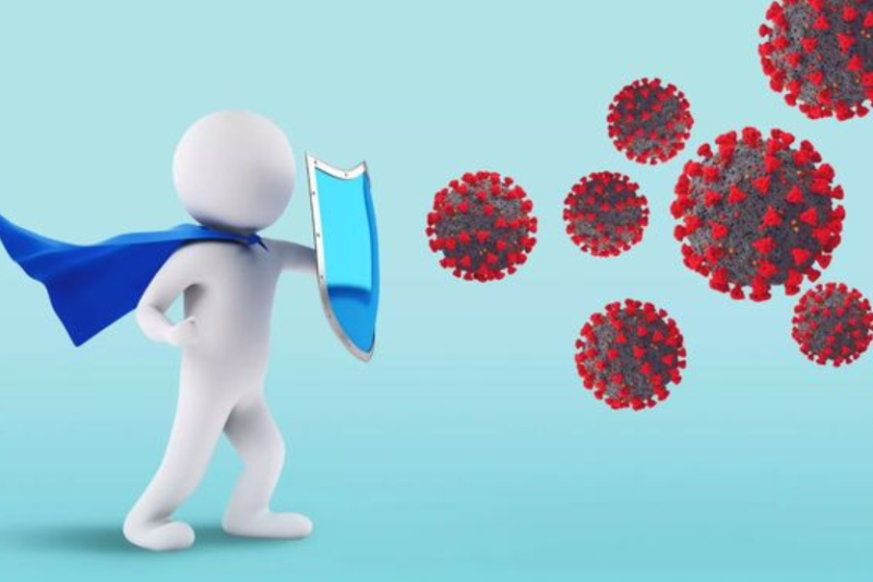 quả sơn trà (hình 5)