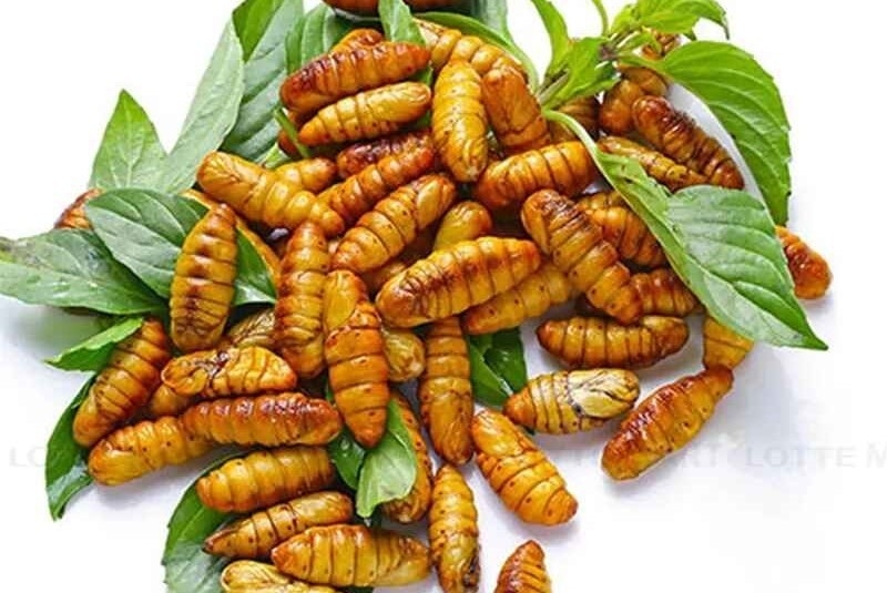 Lợi ích khi ăn nhộng tằm