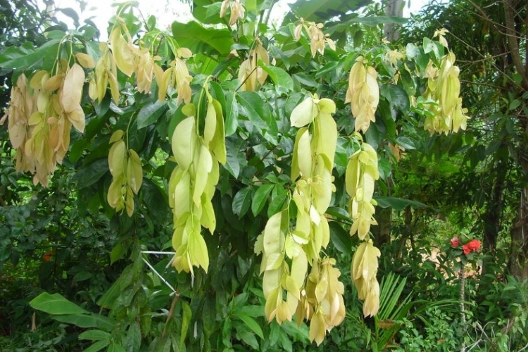 Rau đọt mọt (lá lụa, lá tai tượng)