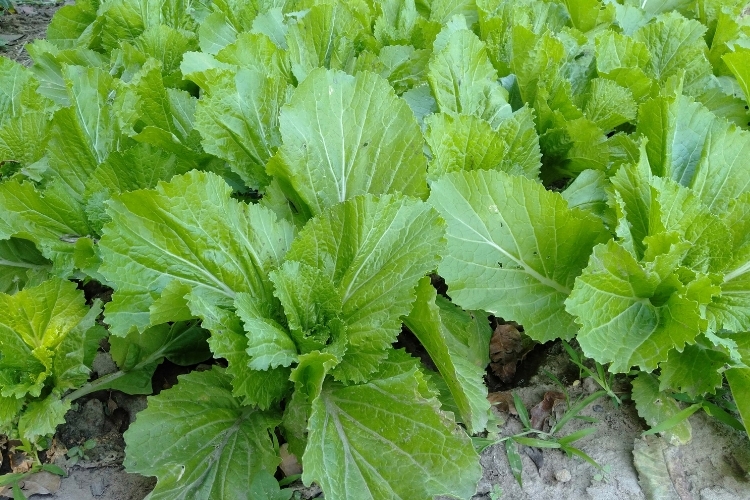 Rau cải xanh