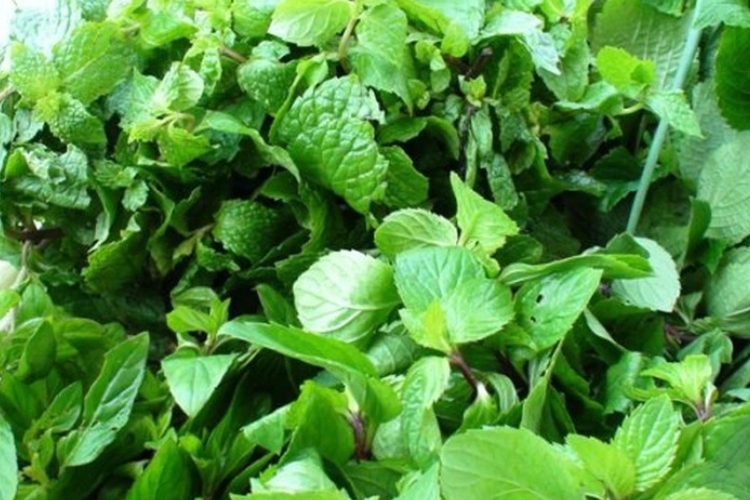 Rau thơm (húng quế, húng lủi, quế vị, ngò)