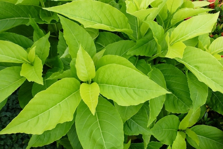 Lá trạng (lá cây bạch trạng)