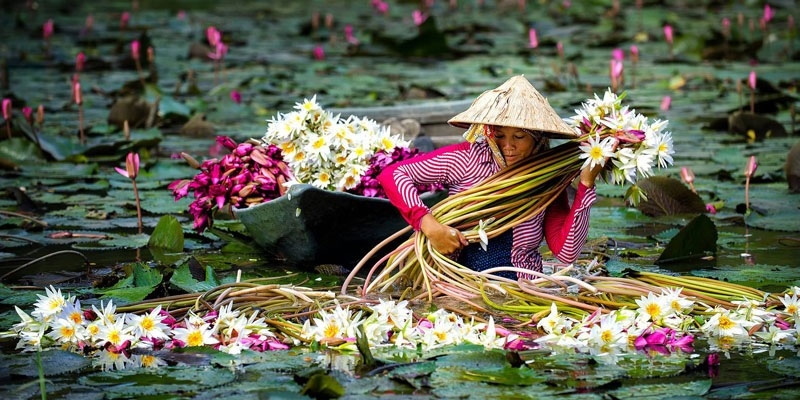 Cọng bông súng giòn ngọt