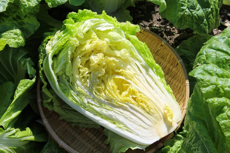 rau ăn lẩu thái 3