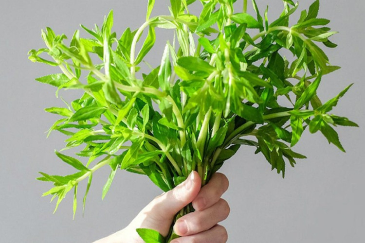 rau ăn lẩu thái 7