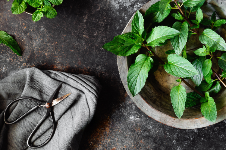 Rau bạc hà (ảnh 2)