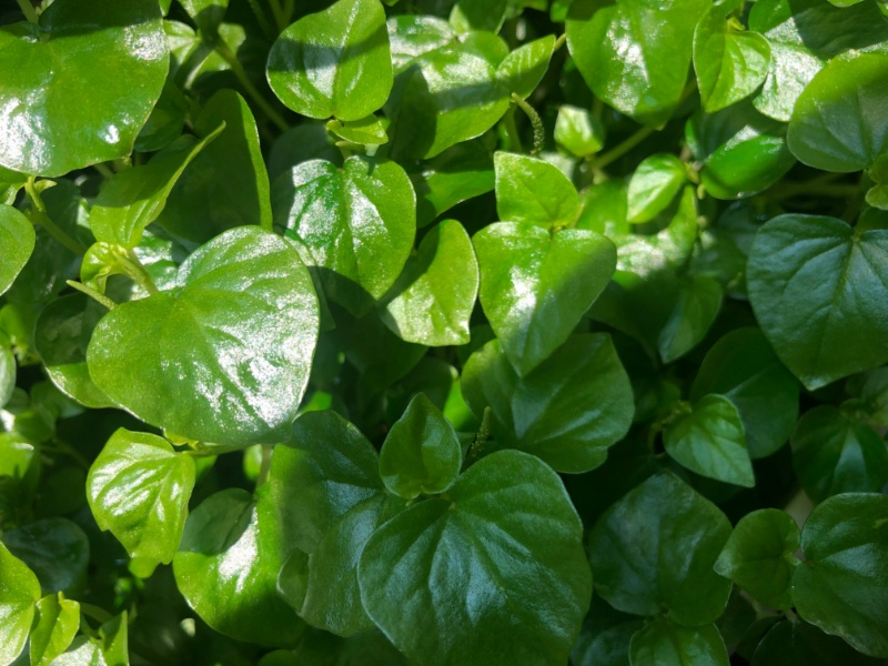 Rau càng cua nấu canh (hình 1)