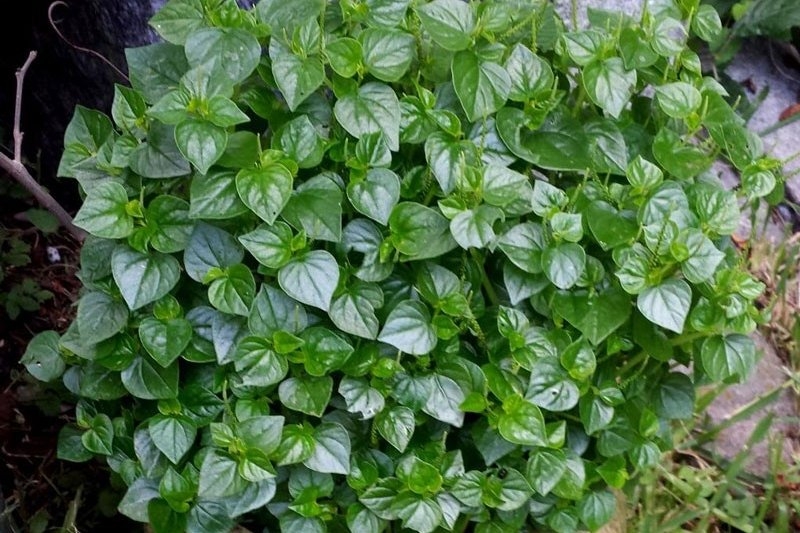 rau càng cua trộn dầu giấm 1