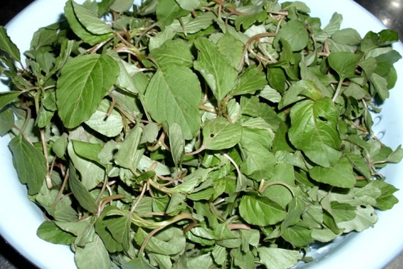 Rau dền cơm (hình 3)