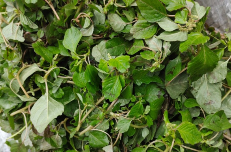 Rau dền cơm (hình 8)