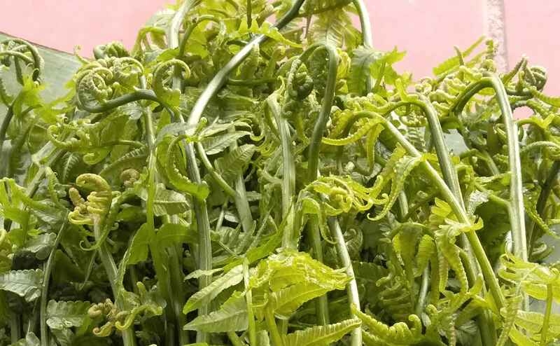 rau dớn xào thịt bò 1