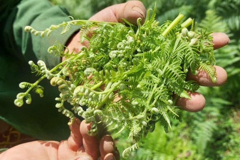 Tác dụng của cây rau dớn rừng Tây Bắc Tác dụng của cây rau dớn rừng Tây Bắc