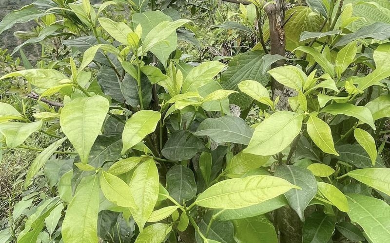 Rau mít rừng là gì