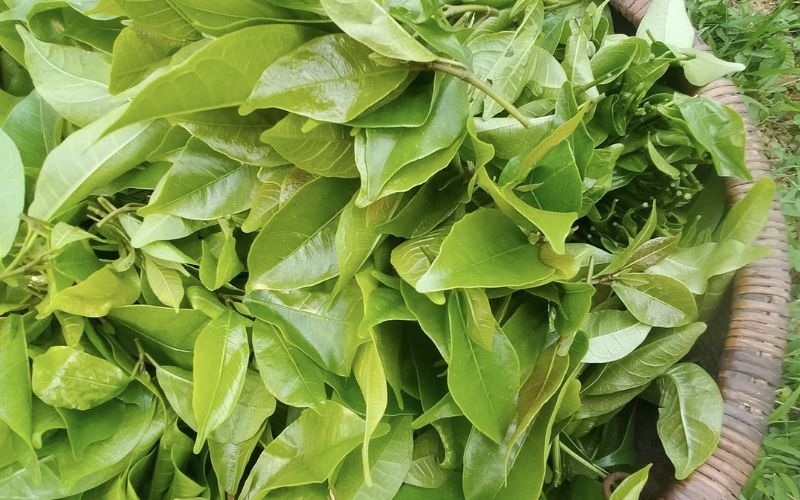 Rau mít rừng có tác dụng gì