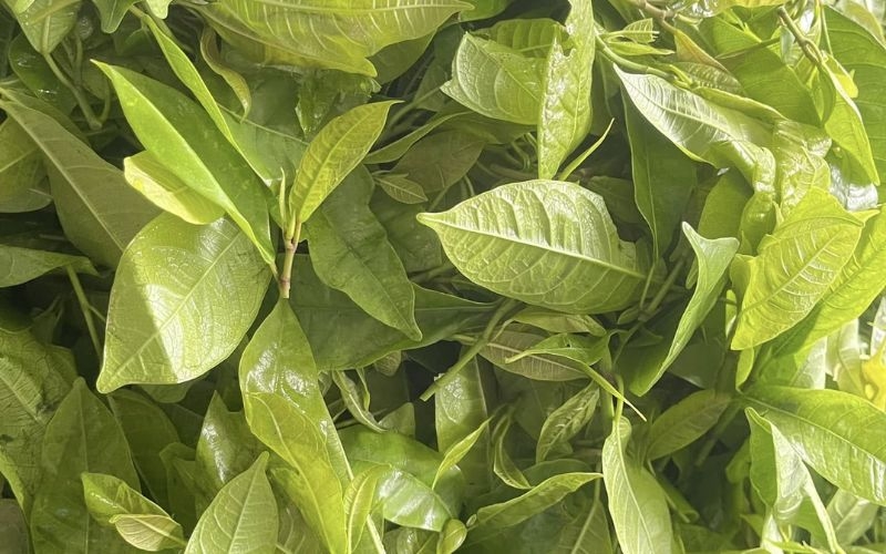 Liều lượng sử dụng rau mít rừng