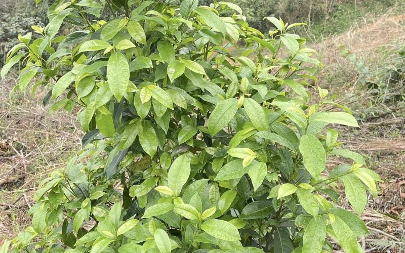 Lưu ý khi sử dụng rau mít rừng