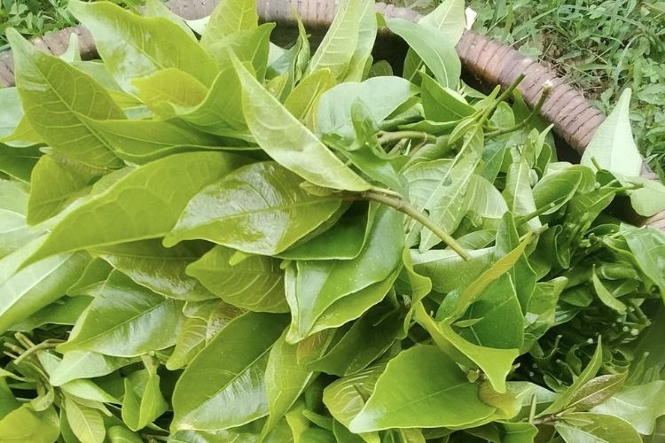 Rau mít rừng là gì? Thành phần dinh dưỡng, tác dụng và cách sử dụng rau mít rừng