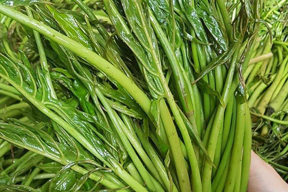 Khám phá rau móp: Loại rau mọc ven sông, gắn liền tuổi thơ bao thế hệ miền Tây