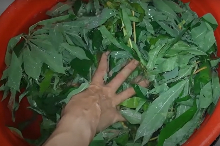 Bước 1: Lặt lá sắn non